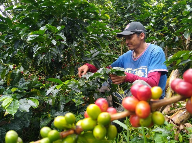 Colombian Tolima